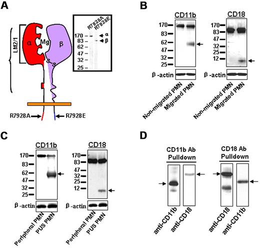 Figure 1. Shedding of the CD11b subunit during PMN transmigration. (A) Binding regions of antibodies against CD11b or CD18. (B) Cleavage of CD11b and CD18 in PMNs migrating across inverted T84 monolayers. (C) Cleavage of CD11b and CD18 in PMNs isolated from human PUS. (D) Partial association of the soluble cleaved CD11b and CD18 fragments in the supernatant of the migrating PMNs. Data represent 3 or more independent experiments.