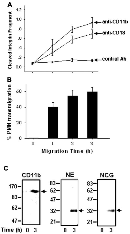 Figure 2. Correlation between CD11b/CD18 shedding and PMN transmigration. (A) Soluble cleaved CD11b and CD18 fragments detected in PMN migration medium by ELISA (bottom panel) using mAbs LM2/1 and MEM-148, respectively. The isotype matched mouse IgG1 was used as the control. (B) PMN transepithelial migration during the same time frame. (C) Western blot analysis of the CD11b fragment and leukocyte serine proteases (NE and NCG) in the concentrated supernatant of the PMN migration set. Data are presented as mean ± SD (n = 4). *P < .05; **P < .01.