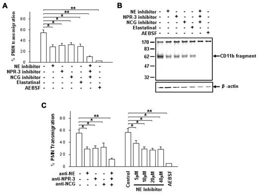 Figure 3. Identification of 3 PMN serprocidins as protease candidates in cleaving CD11b and promoting PMN transmigration. (A-B) Effects of various serine protease inhibitors (10μM each) on fMLP-induced PMN chemotaxis and CD11b cleavage, respectively. (C) Effects of anti-serprocidin antibodies (50 μg/mL each) and NE inhibitors on PMN transmigration. AEBSF (50μM) was used as positive control. Data are presented as mean ± SD (n = 4). *P < .05; **P < .01.