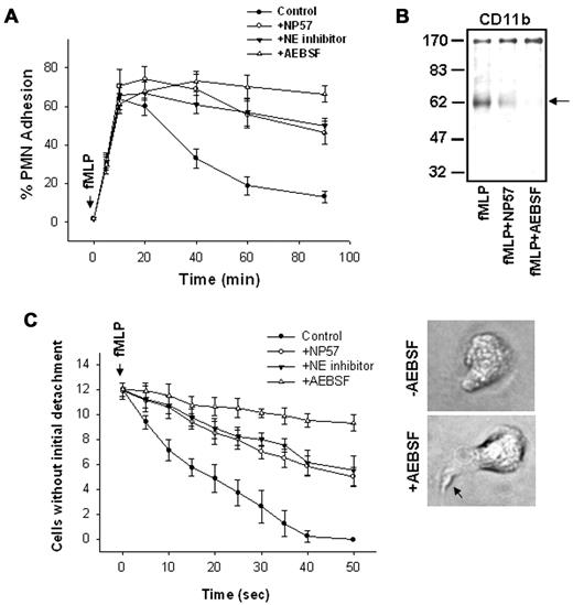 Figure 4. Effects of leukocyte serprocidins on the cleavage of CD11b and the detachment of adherent PMNs from immobilized FBG. (A) The detachment of adherent PMNs. The fMLP (10−7M)–induced PMN adhesion to immobilized FBG was performed in the presence of NE inhibitor (10μM), anti-NE mAb NP57 (50 μg/mL) or serine protease inhibitor ABESF (50μM). (B) The cleavage of CD11b by NE or other serprocidins. All PMNs (adherent or detached) were collected and blotted with antibody R7928A. Data represent 3 or more independent experiments. (C) “Initial” detachment of individual adherent PMNs measured using the Zigmond chamber assay (n = 8). (Inset) Phase contrast images of migrating PMNs in the presence (top) or absence (bottom) of AEBSF. Note that in the presence of AEBSF, PMN has a typical extended “tail” (arrowhead).