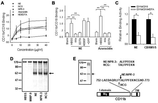 Figure 5. Cleavage of purified, functionally active CD11b/CD18 by PMN serprocidins. (A) Binding of PMN serprocidins with purified CD11b/CD18. (B) Binding of PMN serprocidins and azurocidin with purified CD11b/CD18 (20 μg/mL) in the presence or absence of various inhibitors. (C) Correlation between NE-CD11b/CD18 binding and CRBM1/5-CD11b/CD18 binding. In this experiment, CD11b/CD18 was first immobilized onto the plates, incubated with NE and fluorescently labeled CBRM1/5. (D) Specific cleavage of purified, functionally active CD11b/CD18 by the 3 leukocyte serprocidins, but not by MMP-9. (E) Identification of the cleavage site of NE, NPR-3 and NCG on CD11b. (Left panel) Gelcode staining of the cleavage of purified CD11b by serprocidins. (Top panel) The N-terminal peptide sequence of the ∼ 60 kD CD11b fragment cleaved by NE, NPR-3, and NCG, respectively. (Bottom panel) The location of the cleavage sites within the extracellular domain of CD11b. Note that NE and NPR-3 cleave CD11b at the same site between 761Thr-Ala763 (red arrow), while NCG cleaves CD11b between 760Phe-Thr761 (blue arrow). Data represent the mean ± SD of 3 independent experiments, each performed in triplicate. *P < .05; **P < .01.