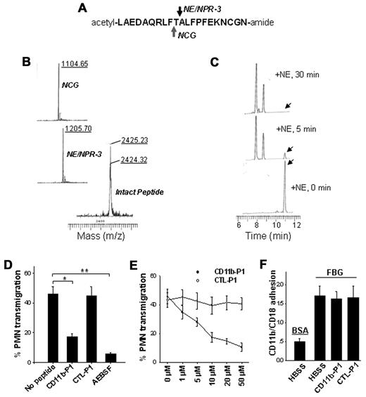 Figure 6. Cleavage of the synthetic peptide overlapping the CD11b cleavage region by the 3 serprocidins and the specific inhibition of PMN transmigration by the CD11b-derived peptide. (A) A 20-amino-acid peptide (20-mer) with a random sequence (CTL-P1) or a sequence matching the cleavage region of CD11b (CD11b-P1) was synthesized. (B) Mass spectrometry analysis of CD11b-P1 cleavage by NE, NPR-3, and NCG, respectively. The synthetic peptides were incubated with each serprocidin for 30 minutes under appropriate conditions. (C) Reverse-phase HPLC analysis of the kinetics of CD11b-P1 cleaved by NE. Note that the peak of the intact peptide (indicated by the arrow) rapidly disappeared and shifted to that of the smaller peptide with a running time of 8.0-9.0. (D-E) The effects of synthetic peptides on fMLP-induced migration of human PMNs across collagen-coated Transwell filters. (F) No effect of synthetic peptides on FBG-CD11b/CD18 binding. Data represent the mean ± SD of 3 independent experiments, each performed in triplicate. *P < .05; **P < .01.