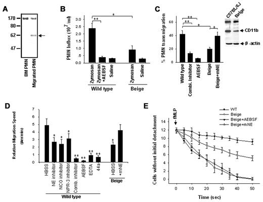 Figure 7. Effects of serprocidins on mouse PMN CD11b shedding and PMN detachment during chemotaxis. (A) Cleavage of CD11b in migrated PMNs collected from peritoneal lavages of mice with zymosan peritonitis. PMNs from mouse BM served as controls. (B) Effects of serine protease inhibitors on mouse PMN influx during zymosan peritonitis. PMNs were collected at 3 hours after zymosan injection. (C) Effects of serine proteases and protease inhibitors on mouse PMN transfilter migration. The transmigration of BM PMNs was induced by 5 × 10−6M fMLP. (Inset) Cleavage of PMN CD11b during PMN transfilter migration. Note that beige mouse PMNs had a significantly less CD11b cleavage. (D) Relative migration speed of mouse PMNs detected using the Zigmond chamber assay. PMN migration along immobilized FBG in the presence or absence of protease inhibitors (10μM each) or antibody (25 μg/mL) was measured within 30 minutes. (E) The impairment of PMN detachment in beige mice and the restoration of beige mouse PMN detachment by adding 1μM extracellular elastase (n = 8). Data represent the mean ± SD of 3 independent experiments, each performed in triplicate. *P < .05; **P < .01.