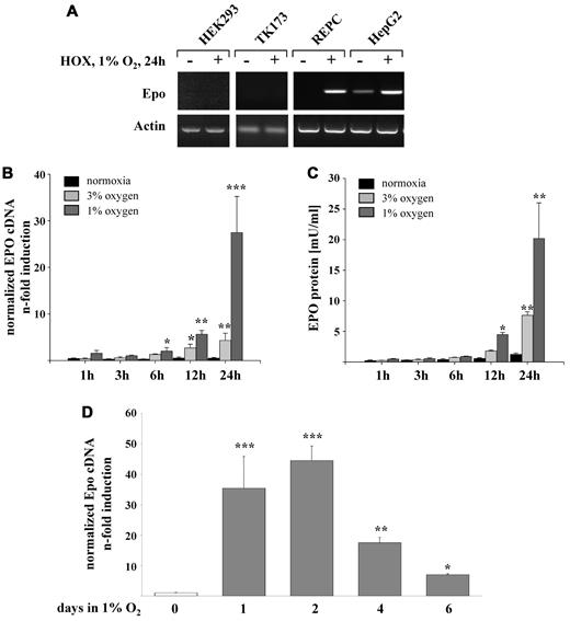 Figure 1. Oxygen-regulated expression of EPO in REPCs. (A) Two established human renal cell lines (HEK 293 and TK173), REPCs, and HepG2 as a positive control were tested for hypoxia (24 hours at 1% O2)–induced expression of EPO. Shown are representative agarose gel electrophoreses stained with ethidium bromide. (B) Time course of EPO mRNA expression measured by real-time PCR and normalized to β-actin after up to 24 hours under conditions of 3% and 1% oxygen. Shown are the means ± SD; n = 6; *P < .05; **P < .01; ***P < .001. (C) Time course of EPO protein secretion after hypoxic stimulation of REPCs as measured by ELISA (R&D Systems). Shown are the means ± SD; n = 4; *P < .05; **P < .01; ***P < .001. (D) Time course of EPO mRNA expression measured by real-time PCR and normalized to β-actin after up to 6 days under 1% oxygen conditions. Shown are the means ± SD; n = 6; *P < .05; **P < .01; ***P < .001.