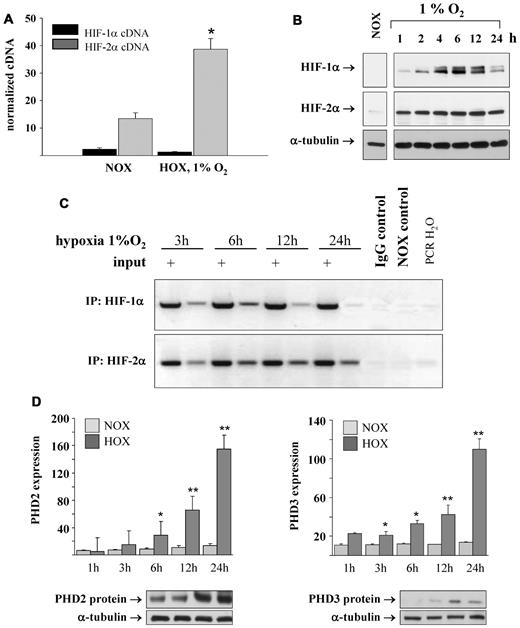 Figure 3. Expression and regulation of HIF-1α and HIF-2α. (A) HIF-1α and HIF-2α mRNA were expressed in REPCs. HIF-1α mRNA was constitutively expressed, whereas HIF-2α was significantly up-regulated by hypoxia (1% O2 for 6 hours). Shown are the means ± SD; n = 6; *P < .05. (B) Accumulation of HIF proteins during hypoxic incubation. HIF-1α protein accumulation peaked after 6 hours of hypoxic incubation. The HIF-2α protein became detectable after 1 hour of hypoxic incubation and remained elevated for up to 24 hours. Shown are representative immunoblots for HIF-1α and HIF-2α. α-Tubulin served as the loading control. Normoxic controls have been separated to indicate a repositioned lane from the same gel. (C) ChIP analysis of HIF-1 and HIF-2 DNA binding to the HRE of the EPO enhancer. Maximal HIF-1 binding was detected after 6 hours of hypoxia; after 24 hours, no HIF-1 binding to the EPO enhancer was observed. HIF-2 binding was detectable even after 24 hours under hypoxic conditions. (D) Regulation of the HIF-modifying prolyl hydroxylases and HIF target genes PHD2 and PHD3. Expression of both PHDs was continuously up-regulated by hypoxia. PHD mRNA expression was measured by real-time PCR and normalized to β-actin. PHD2 and PHD3 proteins were detected by immunoblot after 6 hours of hypoxic incubation. Shown are the means ± SD; n = 6; **P < .01.