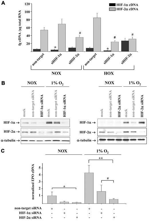 Figure 4. Importance of HIF-1 and HIF-2 for hypoxia-induced EPO expression in REPCs. (A) HIF-1α and HIF-2α proteins were knocked down by siRNA treatment, and the expression of the respective mRNAs was analyzed by real-time PCR and normalized to β-actin. Shown are the means ± SD; n = 6; *P < .05 with respect to the nontarget HIF-1α control; #P < .05 with respect to the nontarget HIF-2α control. (B) Effects of HIF-1α and HIF-2α siRNA treatment on the accumulation of HIF proteins under normoxic and hypoxic conditions. Shown are representative immunoblots for HIF-1α and HIF-2α. α-Tubulin served as the loading control. (C) Knockdown of HIF-1α and HIF-2α exerted different effects on the normoxic and hypoxia-induced EPO expression. Normoxic EPO expression was down-regulated by knockdown of HIF-1α and HIF-2α in a comparable manner. Hypoxia-induced EPO expression was more sensitive toward HIF-2α knockdown. EPO mRNA was quantitated by real-time PCR and normalized to β-actin. Shown are the means ± SD; n = 6, *P < .05; #P < .05; **P < .01.