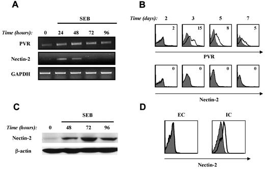 Figure 1. PVR and Nectin-2 are induced on activated T cells in response to SEB stimulation. (A) PBMCs were stimulated with SEB (100 ng/mL) at different times, T lymphocytes were purified by immunomagnetic positive selection, and total RNA was isolated. RT-PCR was performed as described in “RT-PCR.” One representative donor of the 4 analyzed is shown. (B) PVR and Nectin-2 expression was evaluated by performing immunofluorescence and cytofluorimetric analysis by gating CD3+ T cells on SEB-stimulated PBMCs at days 2, 3, 5, and 7. MFI of isotypic control mAb was subtracted from PVR or Nectin-2 MFI. Time-course analysis was performed on 4 different donors and the average of PVR MFI ± SD was: day 0: 0 ± 0; day 2: 2 ± 0; day 3: 14 ± 4; day 5: 11 ± 4; and day 7: 5 ± 1. A representative donor is shown. (C) PBMCs were stimulated with SEB and T cells were purified as described in panel A. Western-blot analysis was performed on total cell lysate using an anti–Nectin-2 mAb. Protein loading was normalized using β-actin. Lysates from the K562 and BAF3 cell lines were used as positive and negative controls, respectively (data not shown). (D) PBMCs were stimulated with SEB for 3 days and then stained with an isotypic control mAb (filled histogram) or Nectin-2 mAb (open histogram). Extracellular (EC) and intracellular (IC) staining was performed as described in “Methods.” Nectin-2 expression was analyzed by gating the CD3+ T-cell population.