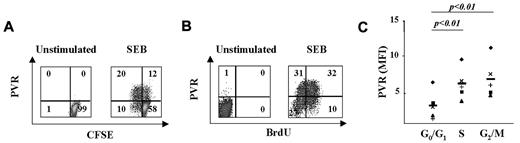 Figure 2. PVR expression on activated T cells is associated with progression to the S and G2/M phases of the cell cycle. (A) CFSE-labeled PBMCs were activated or not with SEB for 3 days and PVR expression was analyzed by gating CD3+ T cells. We used CFSE fluorescence intensity to divide T cells into 2 populations: those that had undergone at least one cell division (CFSElow) and those that had not divided (CFSEhigh). The percentage of cells in each quadrant is reported. One representative donor of the 5 tested is shown. (B) Unstimulated or 3-day SEB-stimulated PBMCs were labeled with BrdU for 1 hour and then stained with anti-PVR mAb plus GAM/PE and anti-BrdU/FITC mAb. The percentage of cells in each quadrant is displayed. One representative donor of the 6 tested is shown. (C) PBMCs were stimulated with SEB for 3 days, stained with anti-PVR mAb plus GAM/allophycocyanin followed by anti–CD3/FITC, and then labeled with PI. CD3+ T cells were gated in the different phases of the cell cycle according to DNA content, and PVR expression was analyzed. The MFI value of the isotypic control mAb was subtracted from the MFI values of PVR. A summary of the MFI mean value ± SD from 5 donors is shown. Statistical analysis was with the Student paired t test.