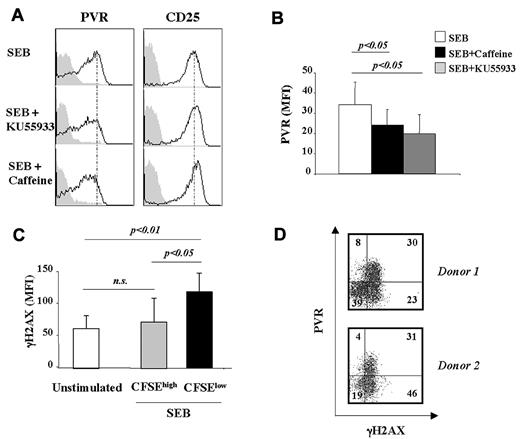 Figure 3. PVR up-regulation is ATM/ATR dependent and is associated with enhanced H2AX phosphorylation. (A) CFSE-labeled PBMCs were stimulated with SEB. At day 2, cells were treated with caffeine (5mM) or KU-55933 (30μM). After an additional 18 hours, cells were stained with anti–CD3/PECy5, anti-PVR/PE (empty histogram), anti–CD25/allophycocyanin (empty histogram), or control isotypic Ig (filled histogram) and PVR and CD25 expression was analyzed on CD3+CFSElow T cells. One representative experiment of 3 is shown. (B) PBMCs were prepared as described in panel A. The MFI of isotypic control mAb was subtracted from PVR MFI. Data are represented as the mean values of MFI ± SD of PVR on CD3+CFSElow cells of 4 different donors. Statistical analysis was with the Student paired t test. (C) CFSE-labeled PBMCs were stimulated or not with SEB for 3 days and stained with anti–γH2AX mAb plus GAM/PE followed by anti–CD3/allophycocyanin mAb. γH2AX expression on SEB-stimulated T cells was analyzed on CFSElow and CFSEhigh populations. The mean values of MFI ± SD of 7 donors tested are shown. Statistical analysis was with the Student paired t test. (D) CFSE-labeled PBMCs were stimulated with SEB for 3 days and stained with anti-PVR mAb plus GAM/PE followed by anti–γH2AX/Alexa Fluor 647 mAb. The percentage of cells in each quadrant is reported. The 2 donors shown are representative of the 6 analyzed.