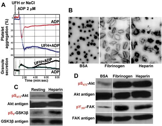 Figure 1. Heparin potentiates platelet activation in suspension and on surfaces by activating signal amplification pathways. (A) Heparin synergizes with ADP to augment aggregation and granule release. Human platelets (2.5 × 108/mL) in citrate-anticoagulated plasma were stimulated with 2μM ADP in the presence (UFH, 0.2 unit/mL) or absence (NaCl) of UFH at 37°C under stirring conditions. Although heparin alone did not stimulate aggregation (top panel) or granule secretion (bottom panel), platelets exposed to both ADP and heparin underwent irreversible aggregation and low-level granule release. Washed platelets in the presence of 200 μg/mL of exogenously added fibrinogen showed a similar synergistic aggregation response (not shown). (B) Platelets spread on immobilized heparin. Human platelets were added to 8-chamber glass tissue culture slides that had been coated with BSA (1%), fibrinogen (100 μg/mL), or heparin (10 units/mL), and allowed to spread for 45 minutes at 37°C. Note that platelets bound to and spread on immobilized heparin, although with slightly different morphology than on fibrinogen. (C) Akt and GSK3-β become phosphorylated in platelets exposed to heparin. Washed human platelets (2.5 × 108/mL) were placed in an aggregometer cuvette at 37°C in the presence or absence of heparin (1 unit/mL) for 2 minutes, lysed in SDS sample buffer, and subjected to immunoblot analysis using the indicated antibodies. Note that exposure to heparin alone was sufficient to initiate the Akt → GSK3-β signal amplification pathway. (D) Akt and FAK become phosphorylated in platelets exposed to immobilized heparin. Platelets bound to immobilized fibrinogen or heparin for 45 minutes, or those nonadherent to BSA, were subjected to SDS-PAGE/immunoblot analysis using the indicated antibodies. Note that both Akt and FAK, reporters of integrin-mediated outside-in signaling, were phosphorylated in platelets bound to heparin.