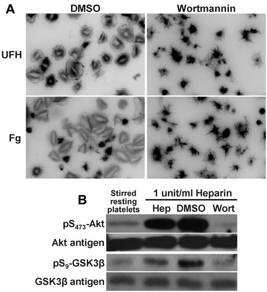 Figure 2. Platelet activation by either immobilized or solution-phase heparin requires PI3K. (A) Inhibition of platelet spreading on heparin. Washed human platelets at a concentration of 2.5 × 108/mL were preincubated for 3 minutes with 3μM wortmannin (right panels), or its vehicle control dimethyl sulfoxide (DMSO; left panels) before being added to chamber slides that had been coated with either fibrinogen (Fg; 100 μg/mL) or UFH (10 units/mL) under the same conditions described in Figure 1. Platelets were allowed to spread for 45 minutes at 37°C before being photographed. Note that platelet spreading on immobilized heparin was markedly attenuated in the presence wortmannin. (B) Inhibition of heparin-induced platelet potentiation by wortmannin. SDS-PAGE/immunoblot analysis of washed human platelets (2.5 × 108/mL) that had been pretreated with 3μM wortmannin or its DMSO vehicle control for 3 minutes before addition of 1 U/mL of unfractionated, pharmaceutical-grade heparin (Hep). Note that the strong activation of Akt and GSK3-β induced by exposure to heparin in solution is eliminated by wortmannin.