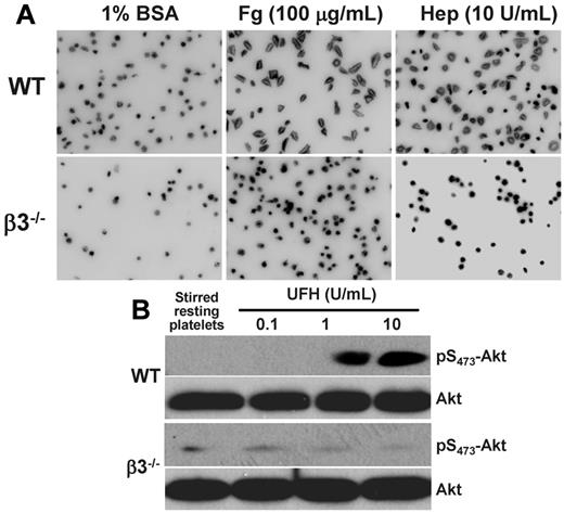 Figure 3. Heparin-induced potentiation of murine platelets is mediated by integrin αIIbβ3. (A) Platelets from β3 knockout mice cannot spread on immobilized heparin. Washed mouse platelets from wild-type (WT) and αIIbβ3-deficient (β3−/−) mice were added to glass slides that had been coated with 1% BSA, 100 μg/mL fibrinogen (Fg), or 10 U/mL heparin (Hep) in the presence of 2μM ADP to activate the integrin. Note that the failure of αIIbβ3-deficient platelets to spread on heparin is nearly identical to their well-characterized inability to spread on immobilized fibrinogen. (B) Heparin-induced phosphorylation of Akt in murine platelets requires αIIbβ3. Platelets from WT and integrin-β3-deficient mice were placed in an aggregometer cuvette in the presence of the indicated concentrations of UFH, allowed to stir at 1000 rpm for 2 minutes at 37°C, lysed in SDS sample buffer, and subjected to immunoblot analysis using antibodies specific for Akt antigen or phosphoserine473 Akt. Note that heparin failed to induce dose-dependent Akt phosphorylation in αIIbβ3-deficient platelets.