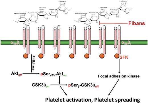 Figure 5. Schematic of the mechanism by which heparin induces outside-in, αIIbβ3-dependent platelet potentiation. Multivalent heparin is proposed to interact with the integrin at or near its ligand-binding site, resulting in microclustering of αIIbβ3 complexes on the platelet surface, transactivation of integrin-associated Src-family kinases (SFK), and subsequent activation of downstream signaling pathways that either potentiate (solution heparin) or induce (immobilized heparin) platelet activation. Fibans, such as abciximab and eptifibatide, might be effective in blocking this antibody-independent form of heparin-induced platelet activation.