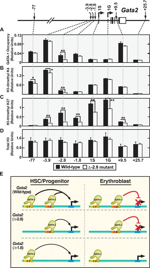 Figure 2. The −2.8 kb GATA switch site establishes trimeH3K27 marks at the Gata2 locus. Quantitative ChIP analysis of the Gata2 locus in E14.5 fetal liver cells using antibodies to GATA-1 (A), dimeH3K4 (B), trimeH3K27 (C), and Total H3 (D). Updated model of the molecular regulation of Gata2 repression (E). Mean ± SEM. Statistical significance was assessed by 2-sided Student t test and *P ≤ .05 and **P ≤ .01.
