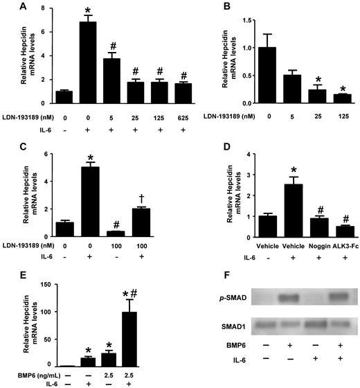 Figure 1. Impact of BMP signaling on IL-6–mediated regulation of hepcidin. HepG2 cells were pretreated with varying concentrations of LDN-193189 for 30 minutes and (A) stimulated with IL-6 (100 ng/mL) or (B) vehicle for 90 minutes. Hepcidin mRNA levels were measured by qRT-PCR (values are mean ± SEM, n ≥ 3, 1-way ANOVA P < .05, *P < .05 vs untreated control, #P < .05 vs IL-6–treated control). (C) HepG2 cells were pretreated with and without LDN-193189 (100nM) for 30 minutes and stimulated with or without IL-6 (100 ng/mL). Hepcidin mRNA levels were measured by qRT-PCR (1-way ANOVA P = .01, *P = .01 vs control, #P < .05 vs control, and †P < .02 vs IL-6–stimulated cells). (D) HepG2 cells were pretreated with noggin (1 μg/mL), ALK3-Fc (1 μg/mL), or vehicle for 30 minutes and incubated with IL-6 (100 ng/mL) or vehicle for 90 minutes, and hepcidin mRNA levels were measured by qRT-PCR (n = 3, 1-way ANOVA P < .0001, *P < .04 vs vehicle-treated controls, #P < .05 vs IL-6–treated controls). (E) HepG2 cells were treated with either vehicle, BMP6 (2.5 ng/mL), IL-6 (100 ng/mL), or BMP6 and IL-6, and hepcidin mRNA levels were measured by qRT-PCR (n = 3, 1-way ANOVA P = .003, *P < .05 vs untreated control, #P < .05 vs IL-6–treated control). (F) Protein extracts were prepared from HepG2 cells treated either with vehicle, BMP6 (10 ng/mL), IL-6 (100 ng/mL), or BMP6 and IL-6 for 30 minutes. Phosphorylated SMAD1/5/8 and total SMAD1 were detected by immunoblot techniques.