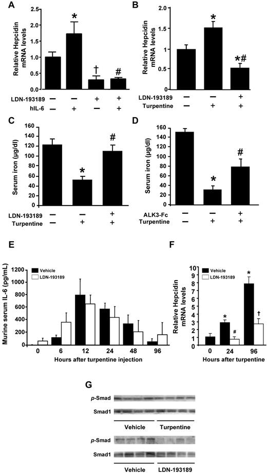 Figure 3. LDN-193189 inhibits short-term IL-6– and turpentine-induced hypoferremia and hepcidin expression. (A) IL-6 (16 μg) or vehicle were injected IV into 10-week-old mice pretreated with or without LDN-193189 (3 mg/kg IP) or vehicle. After 2 hours, livers were harvested, and hepcidin mRNA levels were measured using qRT-PCR (n ≥ 3 each group, 1-way ANOVA P < .005, *P < .05 vs control, †P < .05 vs saline, #P < .05 vs IL-6–stimulated mice). (B-C) Mice were pretreated with LDN-193189 (3 mg/kg IP repeated each 12 hours) or drug vehicle, followed by a single intrascapular injection with turpentine (5 mL/kg) or saline. Twenty-four hours after the turpentine injection, hepcidin mRNA levels were measured by qRT-PCR (B), and serum iron levels were assayed (C; n ≥ 4, *P ≤ .01 vs untreated controls, #P < .05 vs turpentine). (D) Mice were pretreated with ALK3-Fc (2 mg/kg IP) or vehicle, followed by intrascapular injection with turpentine or saline, and serum iron levels measured (n ≥ 5, *P < .000 01 vs untreated control, #P < .05 vs turpentine). Serum IL-6 levels (E) were determined by ELISA before and 6, 12, 24, 48, and 96 hours after turpentine injection with or without LDN-193189 (3 mg/kg) administered every 12 hours (n = 5 mice per time point and treatment). Hepcidin gene expression in the livers of treated mice was measured by qRT-PCR at 0, 24 and 96 hours (F; n = 5, 1-way ANOVA P = .003, *P < .05 vs 0 hours, #P < .01 vs vehicle at 24 hours, †P = .01 vs vehicle at 96 hours). Levels of phosphorylated-SMAD1/5/8 (p-SMAD) and SMAD1 proteins (G) in the livers of mice treated with vehicle, turpentine, or LDN-193189 were measured by immunoblot (n = 4 mice each).