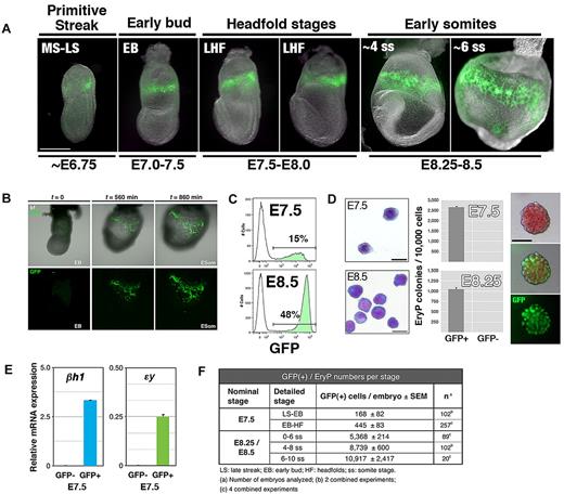 Figure 1. GFP expression from the ϵ-globin::H2B-EGFP transgene marks the primitive erythroid lineage in the blood islands of the YS and can be used to identify and isolate EryP progenitors. (A) GFP expression in ϵ-globin::H2B-EGFP primitive streak to early somite–stage transgenic embryos. To visualize the emergence and expansion of GFP(+) EryP cells, time-lapse videos of cultured ϵ-globin::H2B-EGFP embryos were acquired. GFP(+) cells appear in a narrow band of 3-5 cell diameters in the proximal YS during mid-to-late gastrulation (MS/LS stage). Scale bar, 500 μm. MS, midstreak; LS, late streak; EB, early bud; LHF, late headfold; ss, somite stage; ESom, early somite. (B) Selected snapshots from time-lapse video (supplemental Video 1) of an ϵ-globin::H2B-EGFP embryo cultured in vitro under physiologic conditions from the LS to the ESom stage. Early-bud-stage embryos were imaged over a period of 14 hours, from the time before transgene induction (∼ EB, t = 0) through the ESom stages (t = 860 minutes; supplemental Video 1). Confocal images were acquired as sequential optical x-y sections taken at 4-μm z intervals. Images were taken at 20-minute intervals (total imaging time: 14.5 hours). (C) Flow cytometric histogram profiles of dispersed ϵ-globin::H2B-EGFP transgenic embryos reveals a clearly identifiable GFP(+) population. (D) Cells from whole E7.5 or E8.5 embryos were FACS sorted to GFP(+) and GFP(−) populations. Left panel, Giemsa-stained cytospun cells from FACS sort. Scale bar, 20 μm. EryP-progenitor numbers were measured using a clonogenic assay. Virtually all progenitor activity was recovered in the GFP(+) population. Characteristic EryP colonies (right panels) showed red pigmentation (hemoglobin) and GFP fluorescence. Scale bar, 50 μm. (E) Real-time RT-PCR expression of endogenous embryonic ϵy- and βh1-globin genes in GFP(+) and GFP(−) FACS-sorted cells from E7.5 ϵ-globin::H2B-EGFP transgenic embryos. Expression was normalized to ubiquitin b (Ubb). (F) EryP numbers at the YS stages of development.