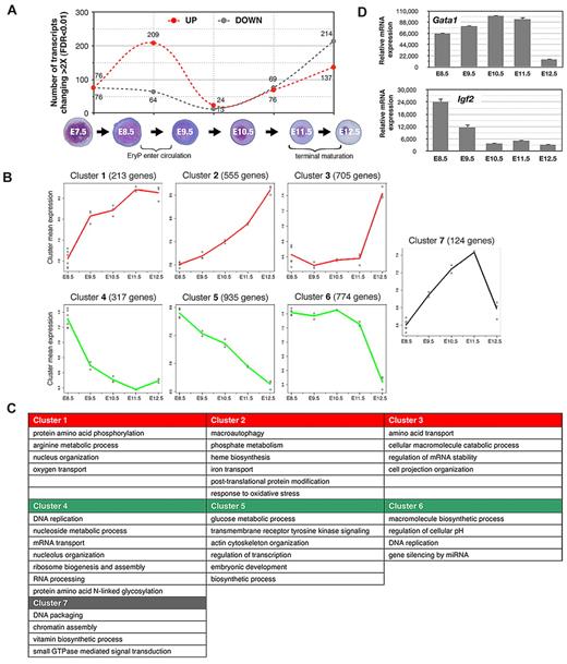 Figure 2. Global gene expression profiling of the primitive erythroid lineage. Labeled cRNA samples were hybridized to Illumina Mouse WG-6 v1.1 Expression BeadChip genome-wide arrays. Quality control of array data was performed using the Bioconductor lumi R package. The filtered genes were clustered into 7 major patterns using the maSigPro algorithm. We were able to survey a genome-wide probe set representing 46 630 murine transcripts, encompassing the emergence of EryP progenitors in the YS through successive stages of erythroblast differentiation in the circulation. Many of these probes target less well-annotated transcripts or transcript isoforms of known genes. There are 21 174 unique genes in the University of California-Santa Cruz mouse mm9 refseq protein coding gene database, and the Illumina mouse-6 v1.1 microarray used in this study contains probes for 18 970 or 89.6% of the well-annotated refseq mouse genes. Analyses were performed using all probes with Entrez ID annotations found with the lumiMouseAll.db version 1.6.1 annotation package. (A) Changes (increased or decreased) in transcript numbers during consecutive stages of EryP development. The graph represents the total numbers of transcripts showing a change of greater than 2-fold (P < .01). Dotted red line indicates increasing expression; dotted gray line indicates decreasing expression. Peaks in transcription variation were identified during the windows from E8.5-E9.5 (transition from the YS to the circulation stage, 273 transcripts) and from E11.5-E12.5 (fetal liver stage, 351 transcripts). (B) Plot representations of 7 specific clusters of transcripts with similar temporal expression patterns. Clusters were subclassified into 3 groups, representing genes that are progressively up-regulated (clusters 1, 2, and 3, red lines); down-regulated (clusters 4, 5, and 6, green lines); or up-regulated through E11.5 and then down-regulated rapidly over the next 24 hours of development (gray line, cluster 7). The peaks in transcription variation indicated in panel A are especially evident in clusters 1, 4, and 7 (relatively sharp increases or decreases in expression, E8.5-E9.5, corresponding to the transition from the YS to the circulation stage) and in clusters 3, 6, and 7 (abrupt increases or decreases in expression, E11.5-E12.5, corresponding to fetal liver stage, when EryP complete their maturation and enucleate). Each individual point (○) represents the mean gene expression of the cluster genes from one microarray experiment. Each line connects mean values for all replicates. (C) Overrepresented gene ontologies for the clusters shown in panel A. (D) Expression of a representative gene that is up-regulated (Gata1) and one that is down-regulated (Igf2) in the EryP microarray dataset, analyzed using qRT-PCR. Expression levels were normalized relative to ubiquitin b (Ubb).
