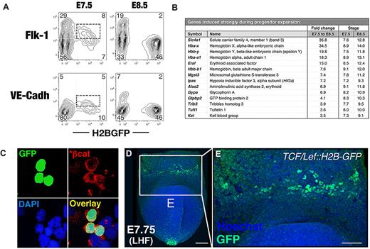 Figure 3. Molecular signatures of EryP progenitors. (A) Hemangioblastic marker expression by early EryPs. FACS plots showing expression of Flk-1 and VE-cadherin surface protein in GFP(+) cells from ϵ-globin::H2B-EGFP embryos at E7.5 and E8.5. (B) Selected genes that are activated during EryP progenitor expansion from E7.5-E8.5. Transcripts listed showed a low adjusted P value and median expression level < 9.5 (log2 scale) for triplicates at E7.5 and were up-regulated ≥ 3.5-fold by E8.5. Samples were amplified before hybridization to the microarray. Expression cutoff, 7.2. (C) Expression of activated β-catenin (*β-cat) in EryP at E8.0. Cells from dispersed E8.0 ϵ-globin::H2B-EGFP embryos were cytocentrifuged onto slides and then immunostained. (D-E) Expression of a TCF/Lef::H2B-GFP transgenic reporter for the canonical Wnt-signaling pathway13 in an ∼ E7.75 embryo. (D) Anterior view of late headfold (LHF) stage TCF/Lef::H2B-GFP embryo counterstained with Hoechst to highlight nuclei. The image is a 3D reconstruction of a z-stack and was acquired using a Zeiss LSM 510 microscope outfitted with a plan-apochromat 20×/0.75 NA lens. White box indicates the blood islands of the YS. Scale bar, 100 μm. (E) High-magnification view of the boxed region in panel D. Scale bar, 50 μm.