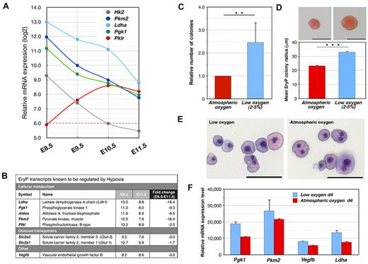 Figure 6. Hypoxia regulates EryP-progenitor activity. (A) Expression of genes involved in glucose metabolism during EryP maturation. Relative mRNA levels from the microarrays expressed on a log2 scale. Note the isoform switching from Pgk1 to Pklr. (B) Transcripts known to be induced by hypoxia are down-regulated during EryP maturation. Absolute expression (log2 scale) and fold change in expression are shown for the period from E8.5-E11.5. Expression cutoff, 6.0. (C) Hypoxia increases EryP-progenitor numbers in culture. E8.5 EryPs were FACS sorted, plated in methylcellulose, and incubated under atmospheric or low-oxygen (5%) conditions. Total EryP colony numbers were scored at day 5. (D) Increase in EryP colony size under low-oxygen conditions. Photographs of representative EryP colonies grown at atmospheric or low oxygen conditions are shown. Scale bar, 50 μm. The graph displays the mean radius of EryP colonies (day 4) grown at atmospheric or low oxygen. The EryP colonies that formed in low oxygen were significantly larger than those formed at atmospheric oxygen (33 vs 23.3 μm mean colony radius, respectively). (E) Giemsa staining of cytocentrifuged cells from EryP colonies grown at atmospheric or low oxygen and harvested at day 4. Scale bar, 50 μm. (F) Expression of hypoxia-regulated genes in EryP colonies grown at atmospheric or low oxygen. Colonies were harvested at day 4 and RNA was prepared for qRT-PCR analysis. Expression levels are shown relative to Ubb. Cells grown under hypoxic conditions maintain higher-level expression of these genes than cells grown at atmospheric oxygen. These genes are normally down-regulated as EryP progenitors mature (panel A).