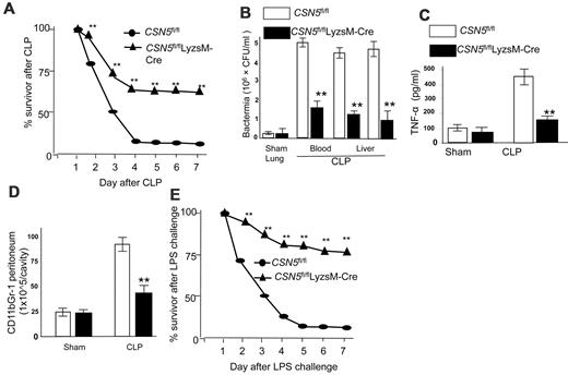 Figure 1. KO of myeloid CSN5 leads to enhanced survival after CLP. (A) Survival after 7 days of moderate CLP or sham CLP in 8- to 12-week-old female or male wild-type littermates (CSN5fl/fl, n = 25) mice. Data were pooled from the 2 experiments performed. (B) Bacterial CFUs in lung, blood, and liver 48 hours after CLP. (C) ELISA analysis of plasma TNF-α of littermates or CSN5fl/flLyzsM-Cre mice 8 hours after CLP. (D) Flow cytometric analysis of CD11b+Gr-1+ cells in the peritoneal fluid of littermates or CSN5fl/flLyzsM-Cre mice 24 hours after CLP. Data are expressed as mean ± SEM; *P < .05; **P < .01. (E) Survival after 7 days of LPS-challenged wild-type littermates (CSN5fl/fl n = 50) or CSN5fl/flLyzsM-Cre (n = 55). Data were pooled from the 3 experiments performed. *P < .05; **P < .01.