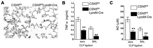 Figure 2. KO of myeloid CSN5 leads to prevention of LPS-induced pulmonary inflammation in CSN5fl/flLyzsM-Cre mice. (A) Immunohistologic staining of lung sections of CSN5fl/fl and CSN5fl/flLyzsM-Cre mice at 48 hours after CLP ligation. Representative antimyeloperoxidase-stained sections (original magnification ×10) of lung are shown 48 hours after the CLP ligation. The induction of TNF-α (B) and NO (C) production in the sera and BAL after CLP ligation was determined by ELISA. (B-C) Data are presented as mean ± SEM. n = 10; **P < .01.