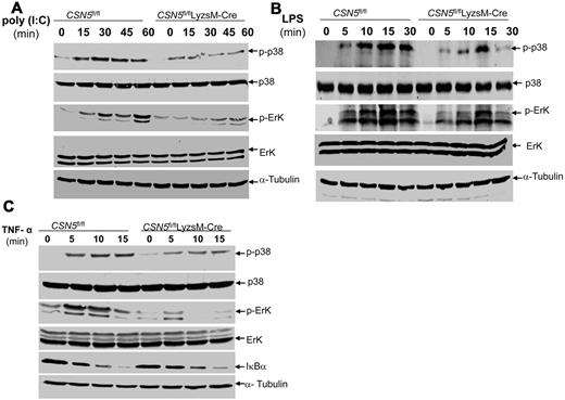 Figure 3. TLR ligand and TNF-α but not IL-1β induce activation of MAPKs Erk and p38 that depend on CSN5. Immunoblot analysis of phosphorylated p38 and phosphorylated Erk from CSN5fl/fl and CSN5fl/flLyzsM-Cre BMDMs stimulated with poly (I:C) (50 μg/mL) for 60 minutes (A), stimulated with LPS (100 ng/mL) for 30 minutes (B). An α-tubulin blot was included to indicate lane loading. Data are representative of ≥ 5 independent experiments. (C) Immunoblot analysis of p38, Erk, and IκBα from CSN5fl/fl or CSN5fl/flLyzsM-Cre BMDMs stimulated with TNF-α (30 ng/mL) for 15 minutes. Data are representative of ≥ 3 experiments.
