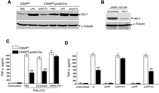Figure 5. CSN5 inhibits the expression of antioxidation and anti-inflammation genes regulated by NRF2. (A) Western blot analysis of the production of HO-1 protein in CSN5fl/fl or CSN5fl/flLyzsM-Cre macrophages activated with LPS (100 ng/mL) or poly(I:C) (50 μg/mL) for 24 hours. An α-tubulin blot was included to indicate lane loading. Data are representative of 5 experiments. (B) Immunoblot analysis of HO-1 lysates from CSN5fl/flLyzsM-Cre primary peritoneal macrophages transfected with scrambled siRNA or mouse HO-1 siRNA and Western blot analyzed with anti–HO-1 antibodies. An α-tubulin blot was included to indicate lane loading. (C) ELISA of TNF-α production in macrophages transfected with scrambled siRNA or HO-1 siRNA for 24 hours and subsequently activated with poly(I:C) (50 μg/mL) for an additional 24 hours. (D) ELISA of TNF-α production in macrophages treated with poly(I:C) (50 μg/mL), ZnPP (1 μM), ZnPP plus poly(I:C), CuPP (1 μM), or CuPP plus poly(I:C) for 24 hours. Data are representative of 3 experiments or the mean ± SEM of 4 experiments (C-D).