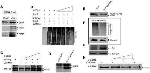 Figure 6. CSN5 regulates the ubiquitination of NRF2, a master regulator of expression of antioxidation genes and HO-1. (A) Immunoblot analysis of Cul3-immunoprecipitated lysates from 293 cells treated with MG132 for 6 hours and blotted with anti-CSN5, NRF2, and Keap1. (B) Immunoblot analysis of anti-Flag (NRF2)–immunoprecipitated lysates from 293 cells with the use of anti-HA (ubiquitin) antibody. 293 cells were cotransfected with the plasmids expressing HA-ubiquitin (Ub-HA), Flag-tagged NRF2 (NRF2-Flag), Myc-tagged Cul3 (Cul3-Myc), T7-tagged Keap1 (Keap1-T7), ROC1, and CSN5 siRNA (0, 100, 200, and 300nM) for 24 hours before the cells were harvested for immunoblots. (C) Immunoblot analysis of anti-NRF2 of 293 cell nuclear extracts. 293 cells were transfected with different concentrations of siRNA CSN5 (0, 100, 200, and 300nM) and expression vectors for NRF2-Flag and Cul3-Myc. Total cell lysates were subjected to immunoblot analysis with anti-Flag antibodies. (D) Immunoblot analysis of anti-NRF2 from the nuclear extracts of CSN5fl/flLyzsM-Cre BMDMs. Data are representative of 3 independent experiments (C-D). (E) Immunoblot analysis of Cul3 in wild-type or CSN5 KO BMDMs. (F) Immunoblot analysis of NRF2-immunoprecipitated lysates of macrophages with the use of antipolyubiquitin or anti-Keap1 antibodies. (G) Immunoblot analysis of HO-1 in wild-type or CSN5 KO BMDMs. An α-tubulin blot was included to indicate lane loading. (H) Immunoblot analysis of Cul3 in 293 cells transfected with the different concentrations of siRNA CSN5 (0, 100, 200, and 300nM) for 24 hours. Data are representative of 3 experiments. An α-tubulin blot was included to indicate lane loading. Data are representative of 3 experiments (E-G).