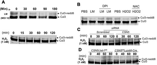 Figure 7. CSN5 has an effect on ROS-mediated deneddylated/neddylated Cul3. (A) Immunoblot analysis of Cul3 from 293 cells infected with Lm for 180 minutes (top) or treated with hydrogen peroxide (H2O2) for 120 minutes (bottom). (B) Immunoblot analysis of Cul3 from 293 cells infected with Lm (MOI, 10) or treated with H2O2 (1mM) in the presence or absence of diphenylene iodonium chloride (DPI; 40 μM) or NAC (20 mM) 30 minutes before the treatments. (D) Immunoblot analysis of Cul3 from 293 cells transfected with scrambled siRNA or CSN5 (100 nM) for 24 hours and subsequently treated with H2O2 for 120 minutes. (D) Immunoblot analysis of Cul3 from CSN5fl/fl or CSN5fl/flLyzsM-Cre BMDMs treated with H2O2 for 80 minutes. Data are representative of 5 (A-D) experiments.
