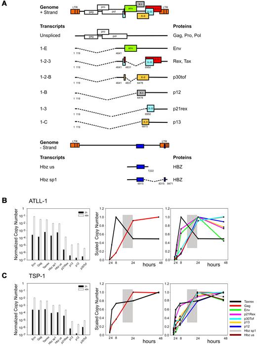 Figure 1. Temporal analysis of HTLV-1 expression in PBMCs from infected patients. (A) Structure and coding potential of plus- and minus-strand HTLV-1 mRNAs. (B-C) Bar graphs (left panels) show the Normalized Copy Numbers (NCN) of the indicated mRNAs after 2 hours (black bars) and 48 hours (white bars) of culture in vitro measured in representative ATLL and TSP/HAM patients; data on all patients studied are shown in supplemental Figure 1. NCN values were calculated by dividing the absolute copy number of each transcript by the absolute copy number of the 18S rRNA. Line graphs show the variation in the tax/rex and gag mRNAs (middle panels) and in all measured transcripts (right panels). Lines corresponding to HBZ mRNA are not shown for patient ATLL-1 because of insufficient material in the 8- and 24-hour time points. Scaled Copy Numbers (SCN) are plotted over a 48-hour time period (ie, at 2, 4, 8, 24, and 48 hours after depletion of CD8-positive cells and culture; cells were cultured in RPMI 1640 medium supplemented with 10% FCS, 2 mM glutamine, 100 IU/mL penicillin and 100 μg/mL streptomycin). SCN values were calculated by dividing the NCN of each transcript at each time point by the maximum NCN value measured for that mRNA during the time course experiment. mRNAs are indicated by colors as shown in panel C right.