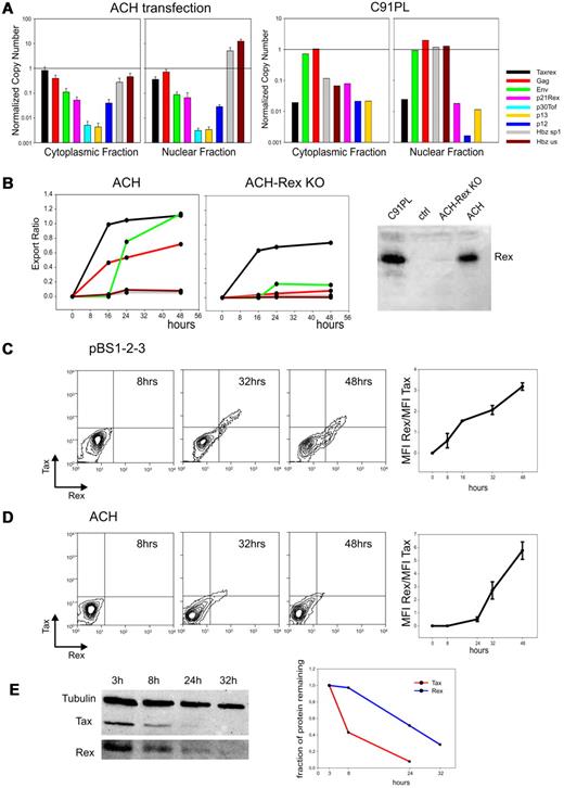 Figure 2. Kinetics and intracellular compartmentalization of HTLV-1 mRNAs; temporal analysis of Tax and Rex protein turnover. (A left) NCN of all HTLV-1 mRNAs in the cytoplasmic and nuclear fractions 24 hours after transfection of HLtat cells with wild-type HTLV-1 molecular clone ACH using Fugene6 (Roche; mean of 3 experiments, standard error bars). NCN values were determined by dividing the absolute copy number of each transcript by the absolute copy number of the GAPDH mRNA. (Right) NCN of all HTLV-1 mRNAs in the cytoplasmic and nuclear fractions of the chronically infected cell line C91PL.19 (B) Kinetic analysis of the nucleo-cytoplasmic export of the tax/rex, gag, env and HBZ mRNAs expressed from ACH (left) and ACH-Rex-KO (middle) in transfected HLtat cells. RNA was extracted from nuclear and cytoplasmic fractions using the Paris Kit (Ambion). “Export Ratios” were calculated as the ratio between cytoplasmic and total NCN over a time course of 48 hours (harvesting at 0, 16, 24, and 48 hours). The right panel shows Western blot analysis to detect Rex protein (see description in panel E); results verified that the ACH-Rex-KO does not express Rex. (C) Kinetics of Tax and Rex protein expression in HLtat cells from plasmid pBS1–2-3, which contains the viral 5′ and 3′ LTRs and expresses the full-length tax/rex mRNA (including all coding and noncoding regions). Cultures were harvested at 8, 16, 32, and 48 hours after transfection. Cells were fixed in 3.7% formaldehyde-PBS, permeabilized in 0.2% Triton-PBS, blocked with 3% BSA (bovine serum albumin)–PBS and then incubated for 1 hour with mouse anti-Tax monoclonal antibody23 (1:100, in PBS-1.5% BSA) and rabbit anti-Rex polyclonal antibody24 (1:500, in PBS-1.5% BSA). Cells were next incubated for 1 hour with Alexa 633-conjugated goat anti–mouse and Alexa 488–conjugated chicken anti–rabbit antibodies (Molecular Probes) diluted 1:1000 in PBS-1.5% BSA. Tax and Rex protein expression was analyzed by flow cytometry using a FACSCalibur (Becton Dickinson) equipped with 633-nm Helium-Neon and 488-nm Argon lasers. Alexa 633 and Alexa 488 fluorescent signals were analyzed using the FL4 (661 ± 16 nm) and the FL1 (530 ± 30 nm) detection lines, respectively. Data are represented as equal probability plots. The line graph (right) shows mean and standard error values of Rex/Tax fluorescence intensity (mean fluorescence value X number of positive events) ratios measured in 3 independent experiments. (D) Kinetics of Tax and Rex protein expression in HLtat cells from the infectious HTLV-1 molecular clone ACH. Cultures were harvested at 8, 24, 32, and 48 hours after transfection. Cells were processed and analyzed as described for panel C. Data are represented as equal probability plots. The line graph (right) shows mean and standard error values of Rex/Tax fluorescence intensity (mean fluorescence value X number of positive events) ratios measured in 3 independent experiments. (E) Degradation rates of the Tax and Rex protein expressed from pBS1–2-3 after blocking protein synthesis. HLtat cells transfected with pBS1–2-3 were treated with 10μM cycloheximide 24 hours after transfection and harvested in “disruption buffer” (Paris kit; Ambion) at 3, 8, 24, and 32 hours after cycloheximide treatment. Lysates were subjected to SDS-PAGE and electrotransferred to Hybond-C Extra (GE Healthcare). Blots were incubated with mouse anti-Tax monoclonal antibody (1:500), rabbit anti-Rex polyclonal antibody (1:5000) and mouse anti-tubulin monoclonal antibody (1:2000) in PBS-3% BSA-0.05% Tween followed by a horseradish peroxidase-conjugated anti–mouse or anti–rabbit antibody (Pierce) diluted 1:5000 in 2% milk (Roche)–PBS-0.05% Tween. Blots were developed using chemiluminescence reagents (Supersignal, Pierce) and immunoreactive bands were visualized and quantified using a BioRad ChemiDoc XRS imager. The left panel shows a composite of this Western blot analysis to detect the Tax, Rex and Tubulin signals. Data were normalized by dividing Tax and Rex signals by the tubulin signal and scaled against the value at 3 hours; resulting numbers, which represented the fraction of protein remaining, were plotted in the graph on the right. Protein half-life was estimated by fitting a linear decay model to the data, assuming a constant degradation rate.