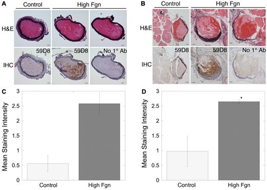 Figure 2. Elevated fibrinogen increases fibrin(ogen) incorporation into thrombi after FeCl3 injury. Representative sections through thrombi after FeCl3 injury to the carotid artery (A) or saphenous vein (B). Hematoxylin and eosin staining shows regions of protein and packed erythrocytes. Immunohistochemistry (IHC) for fibrin (59D8) on corresponding sections shows darker staining for fibrin(ogen) at the thrombi margins and in thrombi from hyperfibrinogenemic (170% fibrinogen) mice. “No 1° Ab” indicates antibody 59D8 was omitted from IHC as a negative control. Staining intensity (on a scale of 0-3) was normalized to assign the value of 3 to the most intensely stained section in each vessel separately. Mean staining intensity from immunohistochemistry images from 3 separate carotid arteries (C) or 4 separate saphenous veins (D) for each condition was determined as described in “Hematoxylin and eosin staining and immunohistochemistry” and compared with control (wild-type) carotid artery (P = .1) and saphenous vein, respectively. *P < .05.