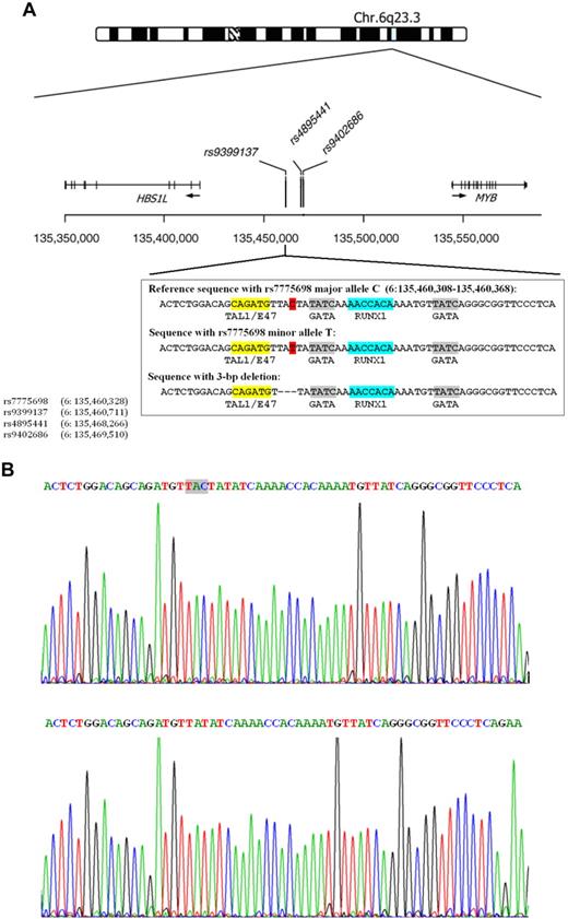 Figure 3. The 3-bp deletion in the HMP on chromosome 6q23. (A) Upper figure: Chromosome 6q23 HMIP is adapted from Thein et al.2 The 3 SNPs shown represent those with the strongest association signal in different studies: rs9399137,5,10,19 rs4895441,6,10 and rs9402686.19 Below are shown nucleotide sequences between chromosome 6: 135 460 308 to 135 460 368 bp, and transcription factor binding motifs: a, sequences with the rs7775698 major allele C in red; b, sequences with the rs7775698 minor allele T in red; and c, sequences with the 3-bp deletion. Yellow represents sequence that is the TAL1/SCL and E47 binding motif; gray, the GATA binding motif; and blue, the RUNX1 binding motif. The locations of the 4 SNPs on chromosome 6 are shown on the lower left hand corner. (B) Upper figure: Nucleotide sequences surrounding rs7775698 in a Chinese β-thalassemia heterozygote who is homozygous for the rs9399137 major allele, T/T. This person is also homozygous for having intact TAC without deletion. Lower figure: Nucleotide sequences surrounding rs7775698 in a Chinese β-thalassemia heterozygote who is homozygous for the rs9399137 minor allele, C/C. This person is also homozygous for the TAC 3-bp deletion.