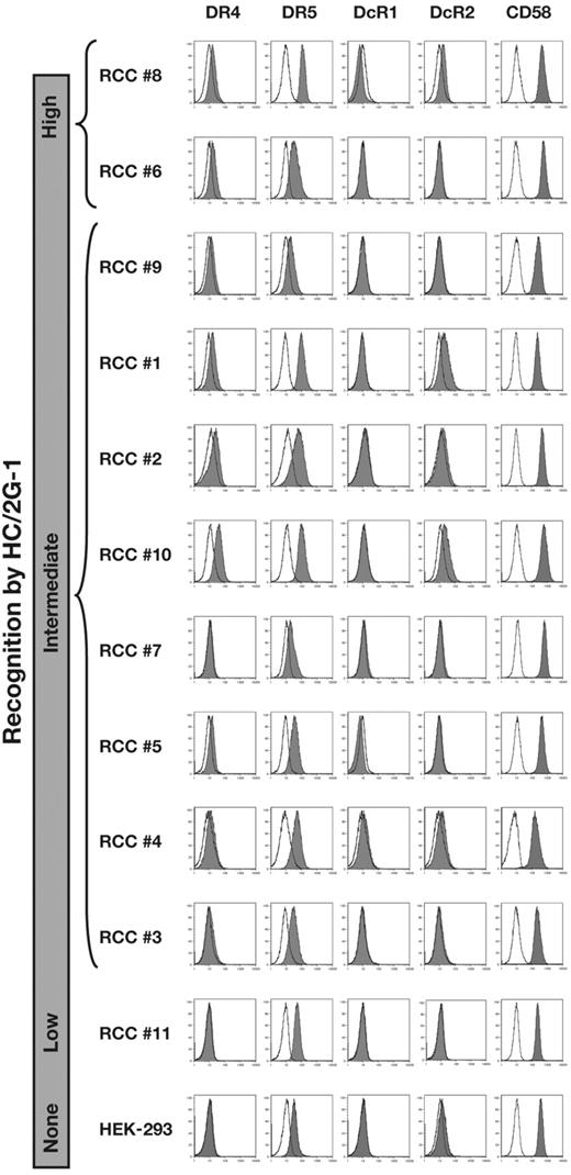 Figure 2. Expression of TRAIL receptors and CD58 on RCC lines. Expression of TRAIL receptors and CD58 on RCC lines and HEK-293 was analyzed by flow cytometry. Cell lines are presented in order of the recognition strength by HC/2G-1 from top to bottom.