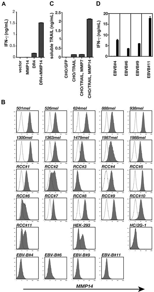 Figure 6. MMP14 on target cells releases soluble TRAIL and is the third component that determines tumor sensitivity to HC/2G-1 T cells. (A) HEK-293 cells were transiently transfected with GFP expression plasmid, MMP14 expression plasmid, or DR4-expressing plasmid as indicated, and their recognition by HC/2G-1 was examined by IFN-γ ELISA. (B) Flow cytometric analysis of MMP14 expression on various cell lines. (C) CHO cell lines expressing GFP, TRAIL, TRAIL with MMP7, or TRAIL with MMP14 were prepared by lentiviral transductions. Each cell line was plated into 96-well plates (100 000 cells/well) and after an overnight culture, soluble TRAIL in the supernatant was measured using ELISA. (D) EBV-B cell lines were lent, virally transduced with GFP (white bars), MMP7 (gray bars), or MMP14 (black bars). Their recognition by HC/2G-1 was examined by coculturing overnight and measuring IFN-γ in the supernatant using ELISA.