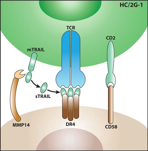 Figure 7. Model of the target-recognition mechanism by HC/2G-1 T cells. First, HC/2G-1 and tumor cells form a cell-cell interaction through CD2 and CD58. Next, peptidases such as MMP14 expressed on tumor cells cleave membrane-bound TRAIL (mTRAIL) and release soluble TRAIL (sTRAIL). Then, sTRAIL binds to DR4 and is recognized by HC/2G-1 TCR.
