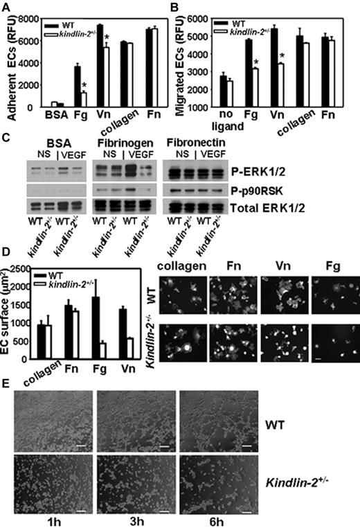 Figure 6. Comparison of integrin-mediated functions in WT and kindlin-2+/− ECs. The kindlin-2+/− aortic ECs show suppressed adhesion (A) and migration (B) on fibrinogen and vitronectin compared with WT ECs while these responses are the same in both kindlin-2+/− and WT EC on collagen I and fibronectin. Data are expressed as means ± SEM of quadruple samples and are representative of at least 3 independent experiments of pooled EC of 3-6 mice. (C) Reduced ERK1/2 and p90RSK phosphorylation in VEGF-stimulated kindlin-2+/− cells adherent to fibrinogen compared with WT ECs while it was similar for both cell types on fibronectin and BSA. Western blots were reprobed with Ab to total ERK1/2 to demonstrate equal loading of proteins. The images are representative of 2 independent experiments. (D right panel) Representative images of WT and kindlin-2+/− ECs spread on various integrin ligands for 1 hour at 37°C (right panel). The cells are stained with Alexa 568–phalloidin. Scale bar, 50 μm. (D) Quantitative analysis of the data (left panel); reduced spreading of kindlin-2+/− ECs on fibrinogen and vitronectin (right panel). The areas of ∼ 200 cells per group from 2 independent experiments were measured. (E) Impaired tube formation by kindlin-2+/− ECs compared with WT ECs. Images of ECs forming tubes taken at 1, 3, and 6 hours are shown and are representative of 2 independent experiments including 6 individual EC samples per group (6 mice per group).