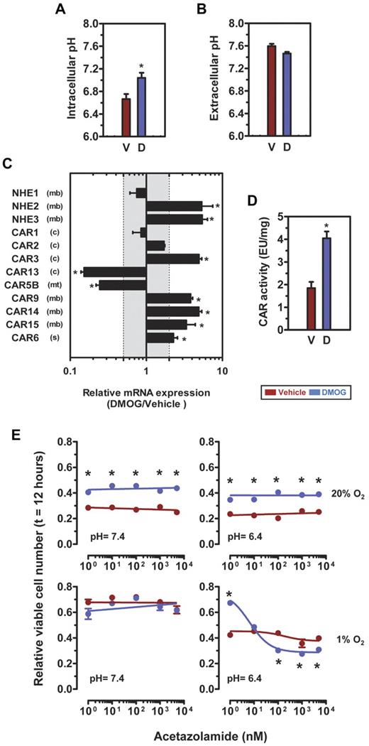 Figure 4. DMOG induces intracellular alkalinization associated with increased CAR activity and altered expression of CAR isoforms. (A) Intracellular pH of BMDACs. (B) Extracellular pH of BMDACs. (C) Quantitative RT-PCR analysis of Na+/H+ exchangers and active CAR isoforms in BMDAC-D. Gray shaded area represents ± 2-fold difference in BMDAC-D versus BMDAC-V. CAR isoforms: (c) indicates cytosolic; (mt), mitochondrial; (mb), membrane-bound; and (s), secreted. (D) CAR activity of BMDAC homogenates was measured using a colorimetric assay and normalized to the total amount of protein. (E) Effect of CAR inhibition on BMDAC viability under low pH (6.4), glucose (0.56mM), and hypoxia (1% O2). BMDACs were incubated with the CAR inhibitor acetazolamide (1nM to 500μM) for 12 hours; viability was measured with the LIVE/DEAD Violet fluorescent dye and flow cytometry. (A-E) Cells were cultured for 4 days in the presence of vehicle (V) or DMOG (D) before analysis. *P < .05, BMDAC-V vs BMDAC-D, by Student's t test or Bonferroni post hoc comparisons after 1-way ANOVA. Data are mean ± SEM (n = 3).