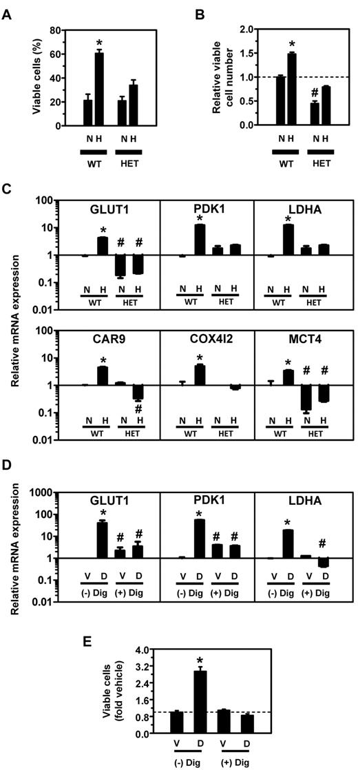 Figure 5. Effect of HIF-1α loss of function on BMDAC survival and gene expression. (A-C) Bone marrow cells were isolated from Hif1a+/− (HET) mice, which are heterozygous for a null (knockout) allele at the locus encoding HIF-1α, or from their wild-type (WT) littermates and cultured for 4 days under nonhypoxic (N) or hypoxic (H) conditions in endothelial growth medium. The percentage of viable cells (A), number of viable cells (B), and expression of HIF-1 target genes (C) were determined. *P < .05 compared with nonhypoxic WT cells. #P < .01 compared with hypoxic WT cells in panels B and C, Bonferroni post hoc comparisons after 1-way ANOVA. (D) Quantitative RT-PCR analysis of HIF-1 target gene expression and cell viability (E) in BMDAC-V and BMDAC-D cultured for 4 days in the presence (+) or absence (−) of 100nM digoxin (Dig). *P < .05 compared with BMDAC-V without digoxin. #P < .01 compared with BMDAC-D without digoxin, Bonferroni post hoc comparisons after 1-way ANOVA. Data are mean ± SEM (n = 3 or 4).