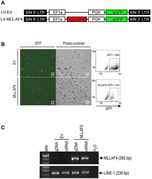 Figure 1. Enforced expression of MLL-AF4 in CD34+ HSPCs. (A) Schematic representation of the lentiviral vectors used. (B) Fluorescence (right) and phase-contrast (left) images of EV-transduced (top) and MLL-AF4-transduced (bottom) CD34+ HSPCs. On the right, images showing the percentage of GFP+ cells in EV-transduced (top) and in MLL-AF4-transduced (bottom) CD34+ HSPCs. (C) Representative genomic PCR and RT-PCR confirming proviral integration (gDNA) and expression of MLL-AF4 transcript (mRNA) in transduced CD34+ HSPCs (n = 3).