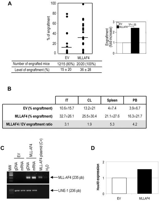 Figure 2. Levels of human engraftment of MLL-AF4–expressing CD34+ HSPCs into irradiated transplanted NSG mice. (A) Long-term hematopoietic reconstitution of NSG mice (n = 35) after IBMT of EV- or MLL-AF4–expressing CD34+ HSPCs. Engraftment was considered as percentage of hCD45+ more than 1% in the mouse BM. Each dot represents an individual mouse, and the horizontal line indicates the mean of each experimental cohort. The right panel represents the fold increase in the engraftment observed between both groups. (B) Levels of human chimerism in the distinct hematopoietic tissues analyzed. The consistent higher engraftment levels in animals transplanted with MLL-AF4–expressing CD34+ HSPCs, regardless of the tissue analyzed. (C) Representative genomic nested PCR and RT-PCR confirming proviral integration (gDNA) and stable long-term expression of MLL-AF4 transcript (mRNA) in mice killed 12 weeks on IBMT. (D) HoxA9 RT-PCR of CFUs from EV- and MLL-AF4–infected CD34+ HSPCs.