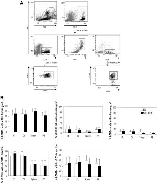 Figure 3. Flow cytometric analysis confirming multilineage engraftment. (A) Representative flow cytometry. The human graft is identified as the CD45+ fraction. The CD45+ human graft is composed of B-lymphoid cells (CD19+), myeloid cells (CD33+), and immature cells (CD34+). More than 50% of the CD19+ B-lymphoid population coexpress CD10 and CD34, indicative of a pre-B cell phenotype. (B) Multilineage and multiorgan human chimerism in the injected tibia, CL, spleen, and PB demonstrating migration of human cells from the injected tibia. No differences in the graft composition between the EV- and MLL-AF4–expressing CD34+ HSPCs were found (n = 35).