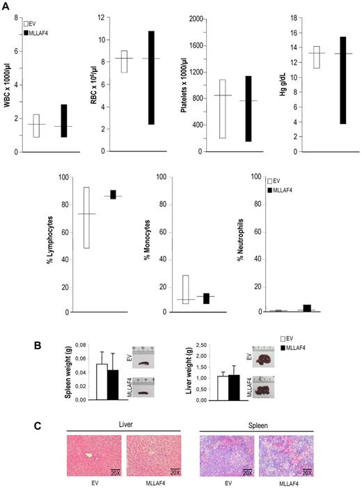 Figure 4. Analysis of hematologic parameters in PB and examination of the liver and spleen reveal no signs of leukemia in mice reconstituted with MLL-AF4–expressing CD34+ HSPCs. (A) Top panels: Absolute counts of WBCs, red blood cell, platelets, and hemoglobin in EV versus MLL-AF4 mice groups (n = 35). Bottom panels: Relative percentage of lymphocytes, monocytes, and neutrophils in the PB of EV and MLL-AF4–transplanted mice. The horizontal line indicates the median of each experimental group. (B) Weight and representative images of spleen and liver showing lack of splenomegaly and hepatomegaly in mice transplanted with MLL-AF4–expressing CD34+ HSPCs. (C) Hematoxylin and eosin staining (20×), displaying identical cellular composition and morphology of the spleens and livers from EV and MLL-AF4–transplanted mice (n = 35). Pictures were captured (20×/0.50 objective) with an Axiocam MRM digital camera (Zeiss) attached to an AxioImager AI microscope (Zeiss).