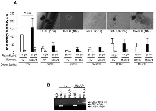 Figure 5. MLL-AF4 expression promotes progenitor clonogenic potential. (A) Primary and secondary CFU (10×) platings showing a higher overall CFU potential (*P < .05) in MLL-AF4- versus EV-transduced CD34+ cells (n = 4). The CFU types were not different between EV- and MLL-AF4–transduced CD34+ HSPCs. Error bars represent the SEM from 4 independent experiments. (Inset) Representative phase-contrast pictures of different CFU subtypes, including granulocyte, macrophage, granulocyte-macrophage, mix, and erythroid colonies. Pictures were captured (10×/0.25 PhP objective) with an inverter microscope Olympus CKX41. For analysis and image processing, a Color View Soft Images System software (Olympus V-TV1X-2) was employed. (B) Representative RT-PCR showing the presence of GFP and MLL-AF4 transcripts in CFUs plucked from EV- or MLL-AF4–transduced CD34+ CFU cultures. To ensure the availability of amplifiable template, cDNA from CFUs was subjected to Line-1 RT-PCR.
