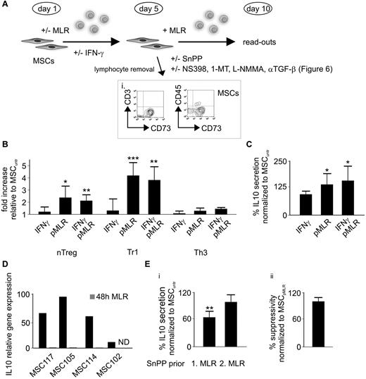 Figure 5. MSCs conditioned in an MLR depict an increased Treg-promoting capability despite HO-1 down-regulation. (A) Schematic model depicting the experimental setup and time frame for conditioning (priming) of native MSCs in an initial MLR (for 5 days) followed by subjection to a second MLR (for 5 days), including various treatments (INF-γ/SnPP/NS398/1-methyl-tryptophan (1-MT)/NG-monomethyl-L-arginine (L-NMMA)/αTGF-β). (i) Purity of MSCs (> 90%) was assessed after primary MLR for 5 days and subsequent removal of PBLs by flow cytometry as shown in the representative dot plots, MSCs being the CD73+/CD3−/CD45− cells. (B-C) After initial priming of MSCs in an alloreactive milieu (pMLR) with or without addition of IFN-γ or solely IFN-γ pretreatment of native MSCs for 5 days, harvested MSCs were subjected to a second MLR. After 5 days of coculturing, (B) fold increase of Treg subpopulations and (C) percentile alteration of IL-10 secretion were assessed by flow cytometry and ELISA, respectively (n = 6). (D) Relative gene expression of IL-10 in 4 different MSCs after 48 hours of culturing with or without MLR was determined by real-time PCR. (Ei) The impact of HO-1 inhibition on the IL-10 production was determined by ELISA in the supernatants of MLRs performed in the presence of with SnPP-pretreated native (SnPP prior 1. MLR) or preconditioned (SnPP prior 2. MLR) MSCs (n = 6). (ii) Effects of the HO-1 inhibition on the suppressive potency of by MLR preconditioned (pMLR) MSCs was evaluated by the thymidine incorporation (in responder PBLs) during secondary MLR (n = 6). All experimental settings were conducted with MSCs derived from at least 3 individual donors, and n refers to the number of repeated experiments. Bars represent SD. *P ≤ .05. **P ≤ .01. ***P ≤ .001.