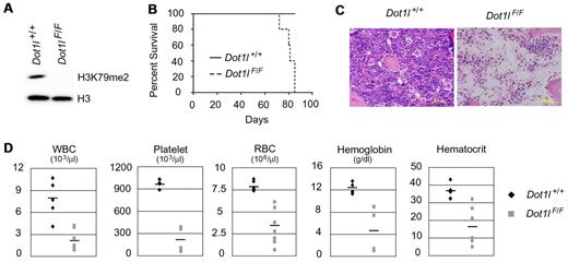 Figure 1. Deletion of Dot1l leads to pancytopenia and bone marrow hypocellularity. (A) H3K79me2 Western blot of bone marrow. Unfractionated bone marrow was harvested from Dot1lF/F;CreER− or Dot1lwt/wt;CreER+ (Dot1l+/+) and Dot1lF/F;CreER+ (Dot1lF/F) mice 3 weeks after tamoxifen injection. Dot1l deletion led to the loss of H3K79 methylation in Dot1lF/F bone marrow. Histone 3 blot was used as loading control. (B) Survival curve of mice after Dot1l deletion. Dot1l+/+ and Dot1lF/F mice were injected with tamoxifen once a month for continuous Dot1l deletion. Dot1lF/F mice died between 8 to 12 weeks after initial injection. (C) Hematoxylin and eosin-stained section of bone marrow. Dot1l deletion led to bone marrow hypocellularity in Dot1lF/F mice. Tissues were collected when Dot1lF/F mice became moribund. Scale bars represent 50μm. Micrographs were obtained using Olympus BX41 microscope, 100×/1.30 oil UPlanFL N lens, and Olympus DP71 camera. (D) Final complete blood counts before Dot1lF/F mice died or were sacrificed. Data points represent individual animals. Bars represent mean values.
