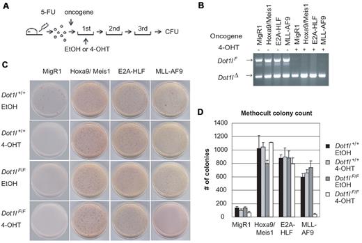 Figure 5. Dot1l is required for transformation by MLL-AF9 but not by Hoxa9/Meis1 and E2A-HLF. (A) Schematic of CFU assay. Dot1lwt/wt;CreER+ (Dot1l+/+) or Dot1lF/F;CreER+ (Dot1lF/F) mice were injected with 5-fluorouracil, and 4 days later bone marrow cells were harvested. The cells were retrovirally transduced with indicated oncogenes (Hoxa9/Meis1, E2A-HLF, or MLL-AF9) and plated on methocult media for 3 rounds either with 4-OHT for Dot1l excision or solvent ethanol (EtOH) as control. (B) Genotyping of transduced bone marrow cells after the second round. PCR reaction showed high excision efficiency with 4-OHT treatment in all cells. (C) Colony formation on methocult plates. Dot1lF/F MLL-AF9 cells treated with 4-OHT failed to form colonies. (D) Bar graph of colony count at final round. Data are mean ± SD.