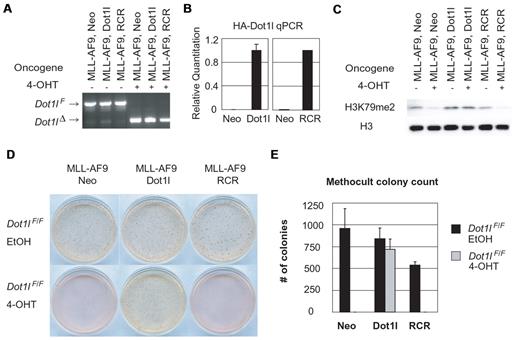 Figure 7. Wild-type Dot1l rescues MLL-AF9 colony formation ability, but not methyltransferase inactive Dot1l (RCR). (A) Genotyping of transduced bone marrow cells after the second round. PCR reaction showed high excision efficiency of endogenous Dot1l with 4-OHT treatment in all cells. (B) Quantitative PCR of exogenous Dot1l expression. All constructs showed expression compared with Neo vector alone. Values were normalized to 5S rRNA internal control. Data are mean plus or minus SD. (C) Western blot of H3K79me2 after second round. Western blot showed restoration of H3K79me2 with the introduction of exogenous wild-type Dot1l but not with RCR. Histone 3 blot was used as loading control. (D) Colony formation on methocult plates. 4-OHT-treated Dot1lF/F MLL-AF9 cells with wild-type Dot1l were able to form colonies, but not those with RCR. (E) Bar graph of colony count at final round. Data are mean ± SD.