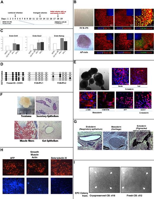 Figure 2. Reprogramming of 21-year-old frozen human CB CD34+ cells to iPS cells (A-H) and recovery of ECFCs (I). The phase contrast images in panels B (FCB-iPS and AP stain), E (top left image), and I were viewed using a Zeiss Axiovert 25 CFL inverted microscope with a 5× CP-ACHROMAT/0.12 NA objective. Images were acquired using a SPOT RT color camera (Diagnostic Instruments) with the manufacturer's software. Phase contrast images were taken with air objectives. The confocal images in panels B and E were viewed with a Zeiss Axiovert 100 LSM 510 confocal microscope using as objective a C-Apochromat (at 40×/1.2W corr) or Plan-Apochromat (at 10×/0.45). Images were taken by epifluorescence detector and transillumination detector and processed using Zeiss LSM Image Browser Version 3.5.0.376 software. All the images were taken at room temperature. Cells were mounted in proLong Gold antifade mounting reagent with DAPI (Invitrogen) and confocal images were taken using water immersion objectives. (A) Schematic representation of strategy used at IU to reprogram CD34+ cells from frozen human CB. TPO indicates Thrombopoietin; hSCF, stem cell factor; Flt2L, fms-like tyrosine kinase 3 ligand; Y, Y-27632; VPA, valporic acid; and SB, SB202190. (B) Immunocytochemistry for pluripotency markers OCT4 (Alexa 448 or 546 nm), NANOG (Alexa 488 or 564 nm), TRA-1–60 (Alexa 564 nm), SSEA4 (Alexa564 nm) and alkaline phosphatase (AP). Small panels on top part of subpanels show total cell content per field stained with DAPI. Scale bars represent 50 μm. (C) Quantitative RT-PCR analysis for expression of endogenous ES cell-marker genes OCT4, SOX2, and NANOG in hESC line H9, 2 iPS cell lines generated, and parental CD34+ cells. Specific primers were designed to probe for 3′ untranslated region (Endo) to measure expression of the endogenous gene. Individual PCR reactions were normalized against β-actin and plotted relative to expression levels in hESCs. (D) Each horizontal row of circles represents an individual sequencing reaction for a given amplicon. Open and filled circles, respectively, represent unmethylated and methylated CpGs dinucleotides. (E) Morphology of 10-day embryoid body (EB) under phase contrast microscopy (top left). Immunostaining of frozen CB (FCB)–iPS derivatives on day 10 of differentiation revealed expression of ectodermal (Nestin and Tuj1), mesodermal (α-SMA and Vimentin), and endodermal (AFP and Sox17) marker proteins (all with Alexa 546nm). Nuclei are stained with DAPI (blue). Scale bars represent 50 μm. (F) Teratomas derived from immunodeficient mice injected with FCB-iPS cells shows tissues representing all 3 embryonic germ layers, including secretory epithelium (ectoderm), muscle fibers (mesoderm), and gut epithelium (endoderm). Samples from the teratomas were paraffin-embedded and serially sectioned (5 μm) using a microtome (Leica Microsystems). To analyze the 3 germ-layer lineage cells derived from injected FCB-iPS cells in the teratomas, sectioned slides were histologically examined by hematoxylin and eosin for the gut epithelium and special stains as follows: PAS stain for the secretory epithelium, and Masson trichrome stain for muscle fibers. Images were taken with a Nikon Eclipse 50i equipped with a digital camera (Infinty 2 Megapixel; Lumenera Corp) at a magnification of Plan Fluor 10×/0.30 and analyzed using the i-solution image analysis program (iMT; i-Solution Inc). Teratoma images were taken with air objectives. Results in panels B through F were from studies performed at IU. Results in panels G and H were from another 21-year cryopreserved CB sample sent to, thawed, and separately reprogrammed at Johns Hopkins Medical Center12 after isolation of CD34+ cells. For studies in panels G and H, a Nikon Eclipse TE2000-U microscope was used, with ELWD Plan Fluor, NA:0.45 at 25°C. For panel G, fixed slides were used with H&E staining, and for panel H, PBS plus 0.1% BSA was used with Alexa 555 and DAPI. Images were taken with Imaging Micropublisher 5.0 (Q Imaging) camera with Q Capture Version 3.1.2 (Q Imaging) software. Markers for teratoma formation in vivo (G) and for differentiation of EBs from reprogrammed iPS cells in vitro (H). (I) Representative ECFC colony from MNCs isolated from 21-year CB defrosts and cultured for 18 days (left) compared with colony from freshly obtained CB cultured for 12 days. Arrows denote size of colonies. Note that even after 18 days culture of frozen CB-derived colonies, the colony size is not as large as that of colony from fresh CB at 12 days of culture.